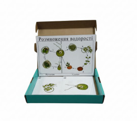 Модель-аплікація "Розмноження водорості"