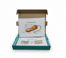 Модель-аплікація Бактеріальна клітина