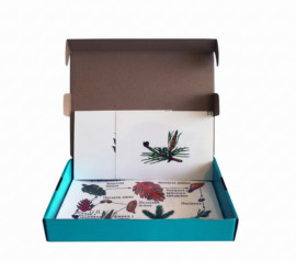 Модель-аплікація "Розмноження сосни"