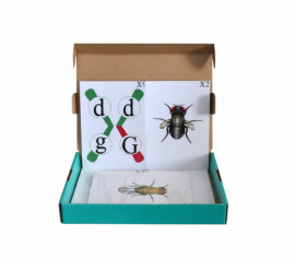 Модель-аплікація "Перехрест хромосом"