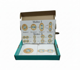 Модель-аплікація "Схема мейозу"