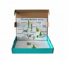 Модель-аплікація "Розмноження моху"