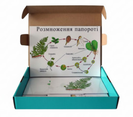 Модель-аппликация "Размножение папоротника"