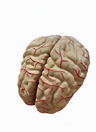 Модель Головний мозок людини