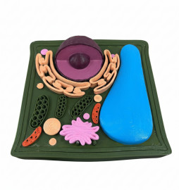 Модель Будова Рослинної клітини