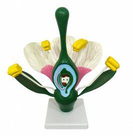 Модель квітка персику