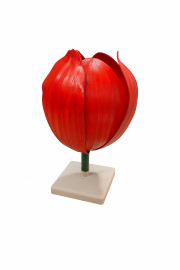 Модель цветка тюльпана