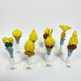 Мозг позвоночных животных 8 моделей