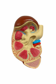 Модель Почка человека