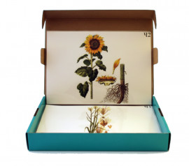 Модель-аплікація "Агроценоз"