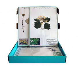 Гербарий "Лекарственные растения"