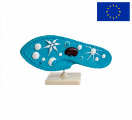 Модель Инфузория туфелька