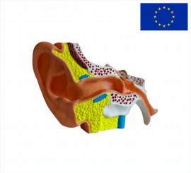 Модель Ухо человека