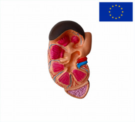 Модель Почка человека