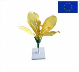 Модель цветок капусты