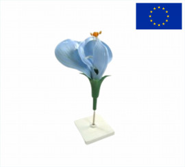 Модель цветок гороха