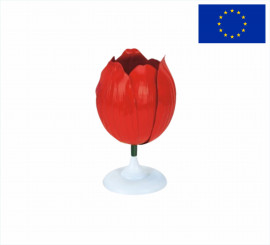 Модель квітки тюльпана