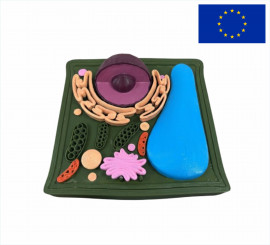 Модель Строение Растительной клетки