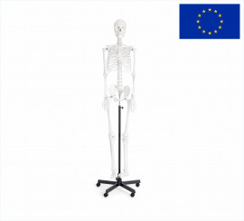 Скелет людини на підставці 170см.