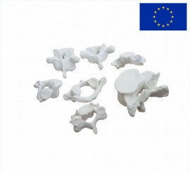 Модель Позвонки человека