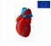 Модель сердца демонстрационная