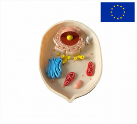 Модель Клітина тваринна