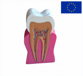 Модель Зуба людини