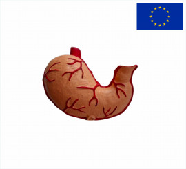 Модель шлунок людини