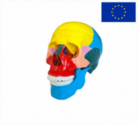 Модель череп людини з розфарбованими кістками