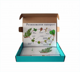 Модель-аппликация "Размножение папоротника"