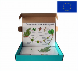 Модель-аплікація "Розмноження папороті"