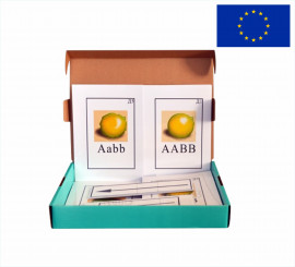 Модель-аппликация "Дигибридное скрещивание"