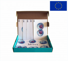 Модель-аплікація "Схема мітозу"