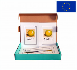 Модель-аплікація "Моногібридне схрещування"