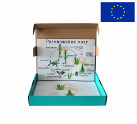 Модель-аппликация "Размножение мха"