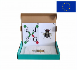 Модель-аплікація "Перехрест хромосом"