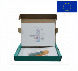 Модель-аппликация Грибная клетка