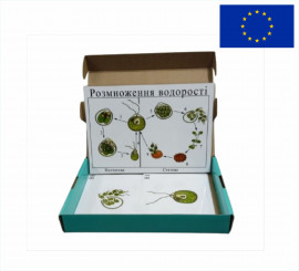 Модель-аплікація "Розмноження водорості"