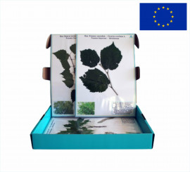 Гербарій "Життєві форми рослин"