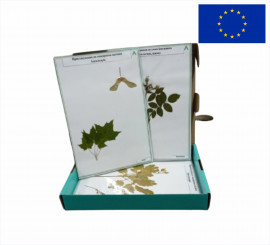 Гербарій "Ідіоадаптації у рослин"