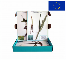 Гербарій "Систематика рослин. Родина Пасльонові. Хрестоцвіті. Складноцвіті"