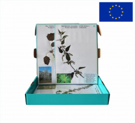 Гербарій "Дикорослі рослини"