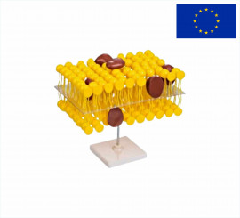 Модель Мембрана Клітини