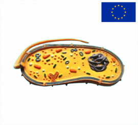 Модель Бактерії