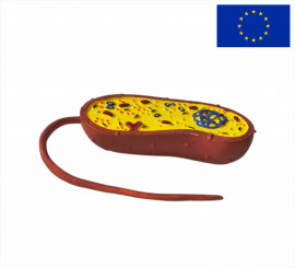 Модель Бактерія