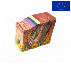 Модель Будова шкіри