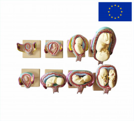 Розвиток ембріона